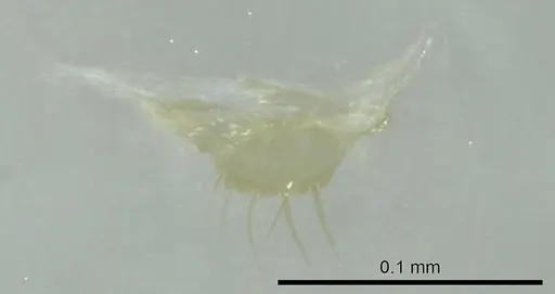 Aptinoma antongil specimen CASENT0418237 image casent0418237_1