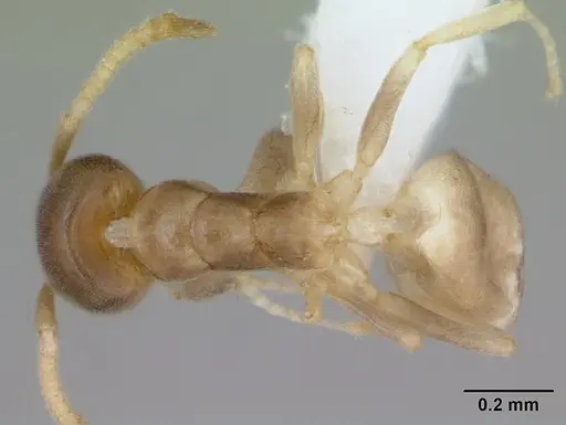 Aptinoma antongil specimen CASENT0418267 image casent0418267_1