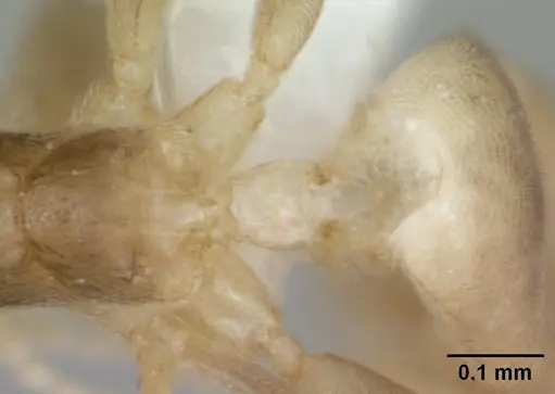 Aptinoma antongil specimen CASENT0418267 image casent0418267_2