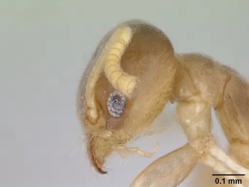 Aptinoma antongil specimen CASENT0418267 image casent0418267_4