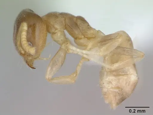 Aptinoma antongil specimen CASENT0418267 image casent0418267_5