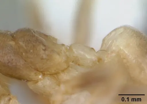 Aptinoma antongil specimen CASENT0418267 image casent0418267_6