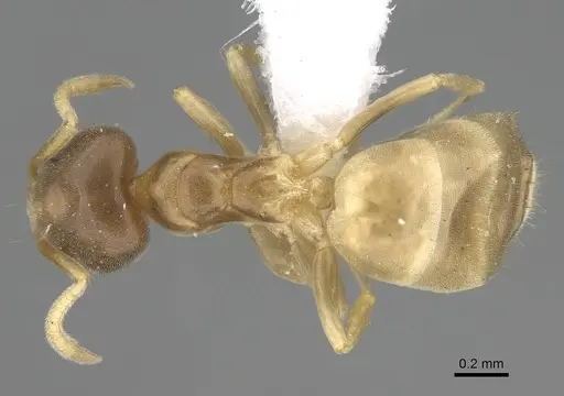 Aptinoma antongil specimen CASENT0418269 image casent0418269_1