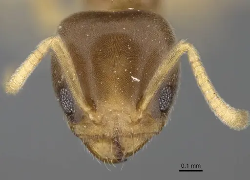 Aptinoma antongil specimen CASENT0418269 image casent0418269_2