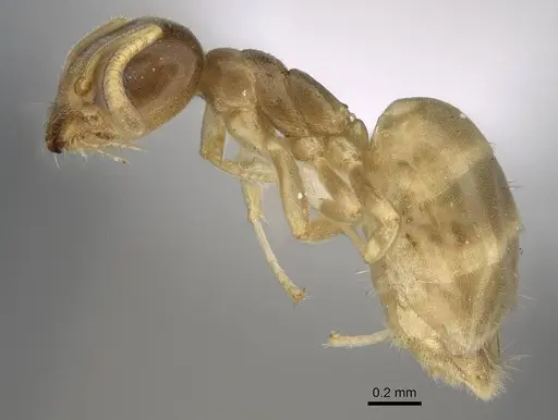 Aptinoma antongil specimen CASENT0418269 image casent0418269_3