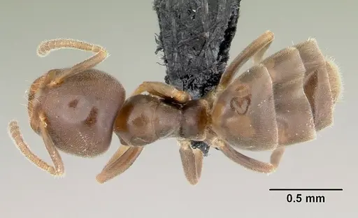 Aptinoma antongil specimen CASENT0489161 image casent0489161_1