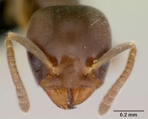 Aptinoma antongil specimen CASENT0489161 image casent0489161_2