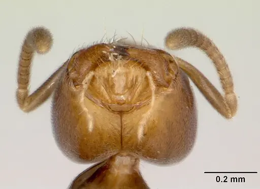 Aptinoma antongil specimen CASENT0489161 image casent0489161_3