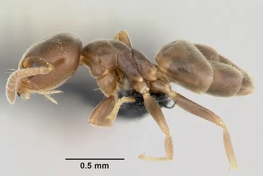 Aptinoma antongil specimen CASENT0489161 image casent0489161_4