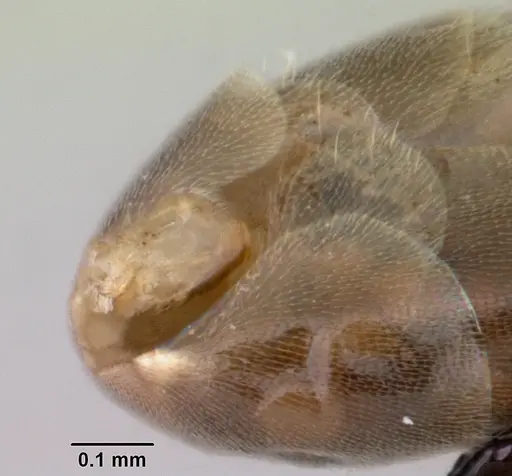 Aptinoma antongil specimen CASENT0489161 image casent0489161_5