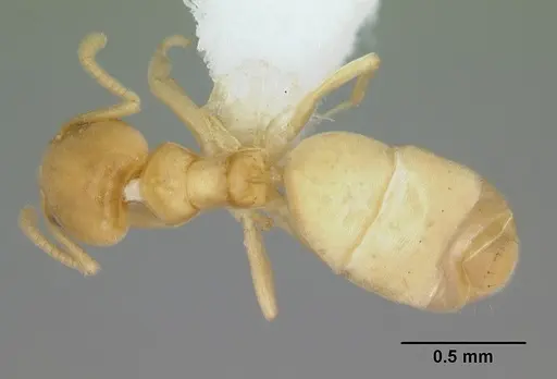 Aptinoma mangabe specimen CASENT0106175 image casent0106175_1