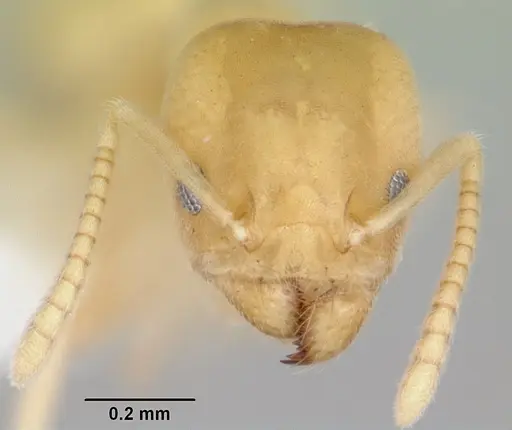 Aptinoma mangabe specimen CASENT0106175 image casent0106175_2