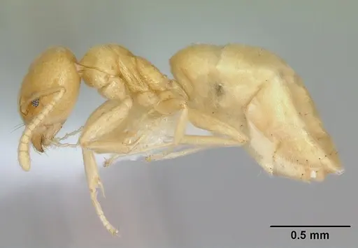 Aptinoma mangabe specimen CASENT0106175 image casent0106175_3
