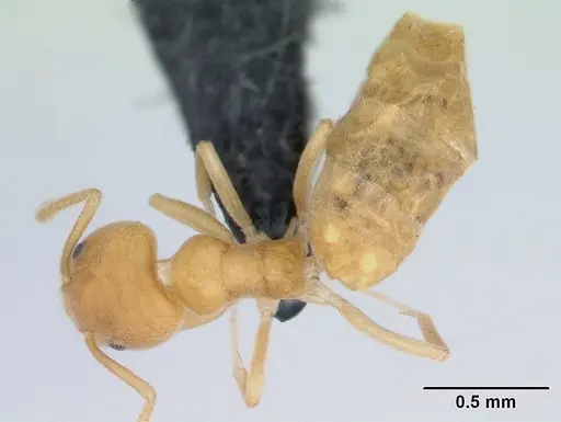 Aptinoma mangabe specimen CASENT0130146 image casent0130146_1