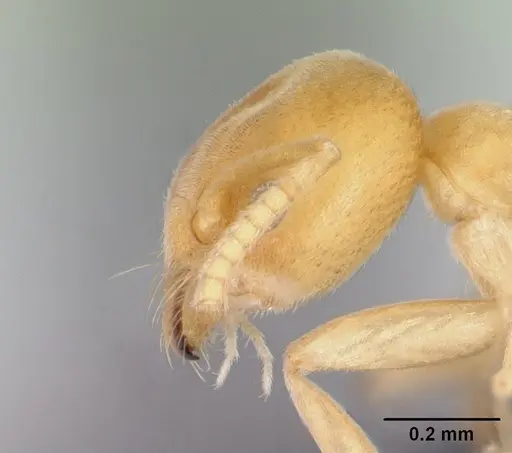 Aptinoma mangabe specimen CASENT0130146 image casent0130146_3