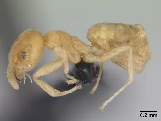 Aptinoma mangabe specimen CASENT0130146 image casent0130146_4