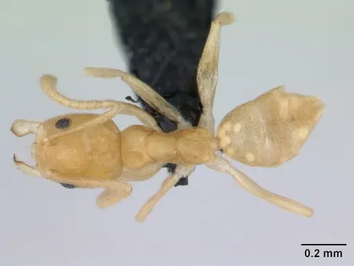 Aptinoma mangabe specimen CASENT0130148 image casent0130148_1