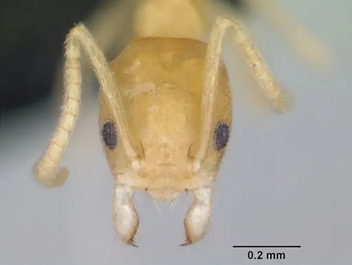 Aptinoma mangabe specimen CASENT0130148 image casent0130148_2