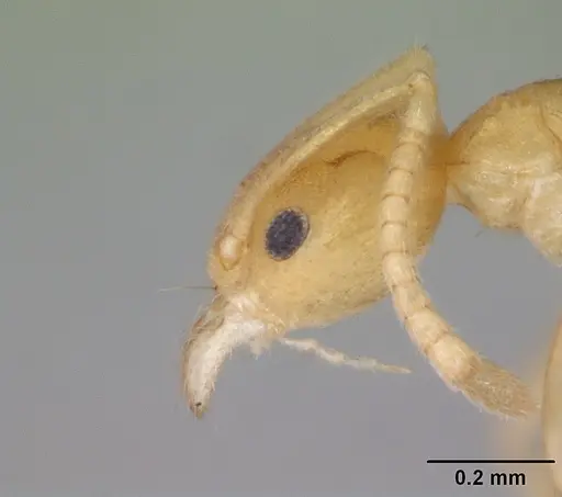 Aptinoma mangabe specimen CASENT0130148 image casent0130148_4