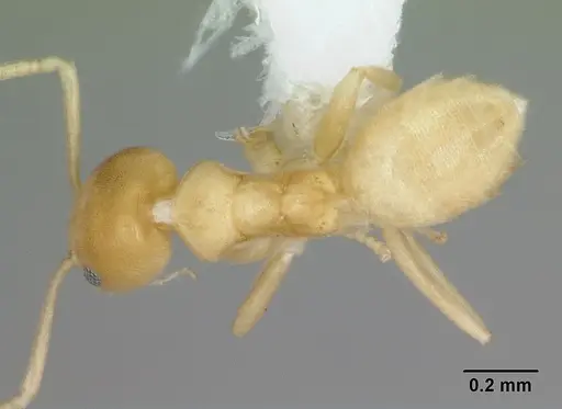 Aptinoma mangabe specimen CASENT0172772 image casent0172772_1