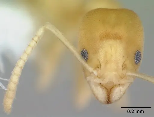 Aptinoma mangabe specimen CASENT0172772 image casent0172772_2
