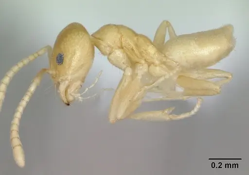Aptinoma mangabe specimen CASENT0172772 image casent0172772_3
