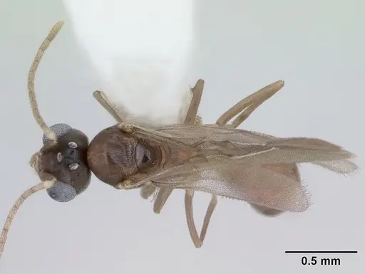 Aptinoma mangabe specimen CASENT0173594 image casent0173594_1