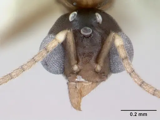 Aptinoma mangabe specimen CASENT0173594 image casent0173594_2