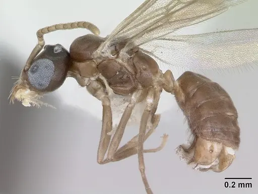 Aptinoma mangabe specimen CASENT0173594 image casent0173594_3