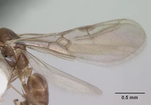 Aptinoma mangabe specimen CASENT0173594 image casent0173594_4