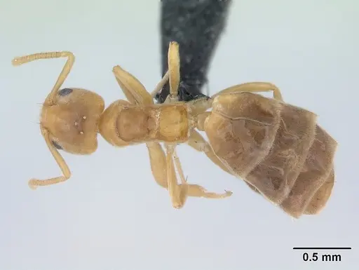Aptinoma mangabe specimen CASENT0175008 image casent0175008_1