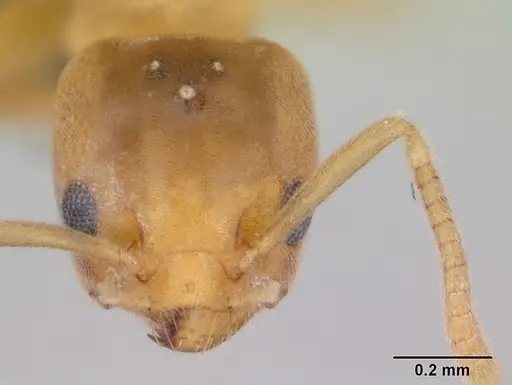 Aptinoma mangabe specimen CASENT0175008 image casent0175008_2
