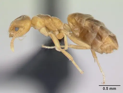 Aptinoma mangabe specimen CASENT0175008 image casent0175008_3