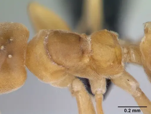 Aptinoma mangabe specimen CASENT0175008 image casent0175008_4