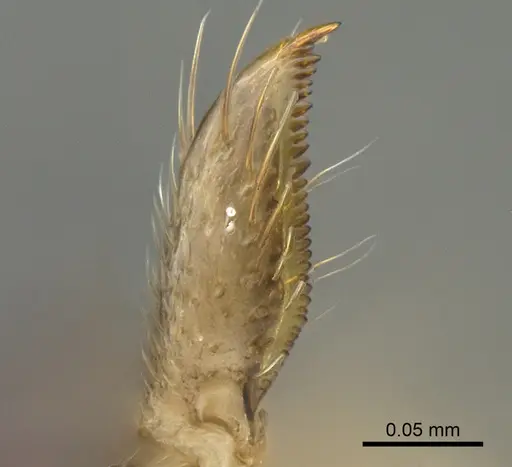 Aptinoma mangabe specimen CASENT0212300 image casent0212300_1