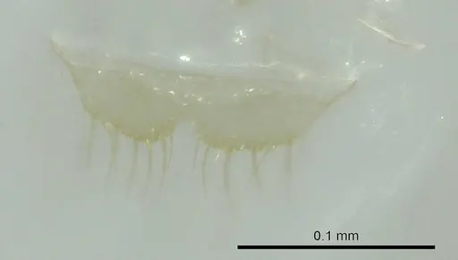 Aptinoma mangabe specimen CASENT0345097 image casent0345097_1