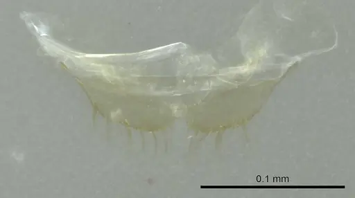 Aptinoma mangabe specimen CASENT0345098 image casent0345098_1