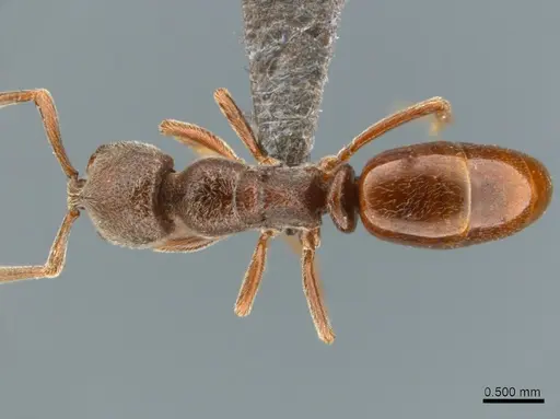 Asphinctopone pilosa specimen SAM-HYM-C020683 image sam-hym-c020683_1