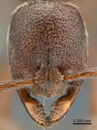 Asphinctopone pilosa specimen SAM-HYM-C020683 image sam-hym-c020683_2