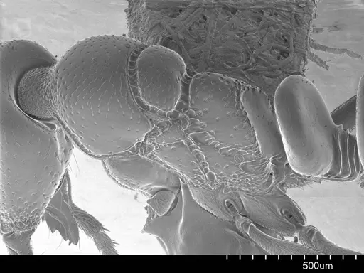 Asphinctopone silvestrii specimen ANTWEB1008506 image antweb1008506_1