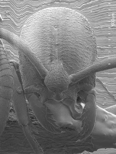 Asphinctopone silvestrii specimen ANTWEB1008506 image antweb1008506_2