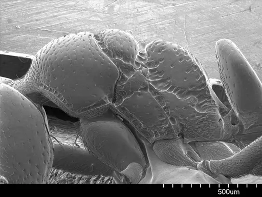 Asphinctopone silvestrii specimen ANTWEB1008506 image antweb1008506_3