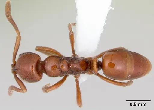 Asphinctopone silvestrii specimen CASENT0006811 image casent0006811_1