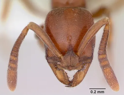 Asphinctopone silvestrii specimen CASENT0006811 image casent0006811_2
