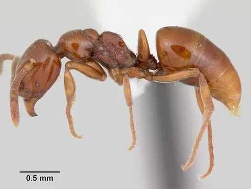 Asphinctopone silvestrii specimen CASENT0006811 image casent0006811_3