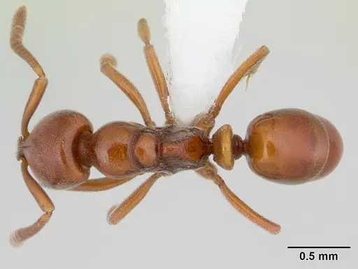 Asphinctopone silvestrii specimen CASENT0178221 image casent0178221_1