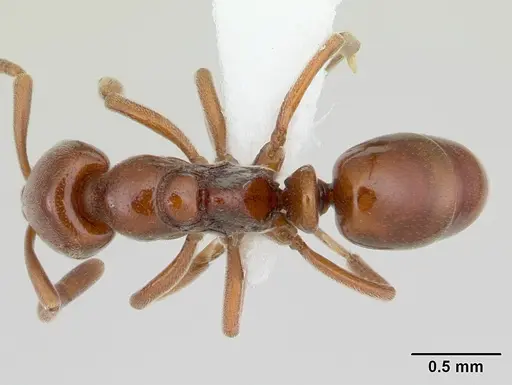 Asphinctopone silvestrii specimen CASENT0178222 image casent0178222_1