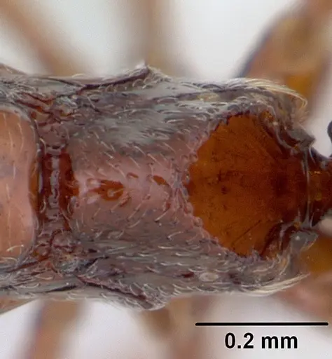 Asphinctopone silvestrii specimen CASENT0178222 image casent0178222_2