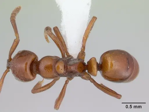 Asphinctopone silvestrii specimen CASENT0406788 image casent0406788_1