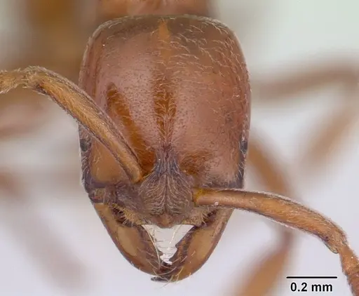 Asphinctopone silvestrii specimen CASENT0406788 image casent0406788_2